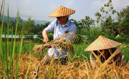 Harvesting-rice-at-the-right-time-is-a-must