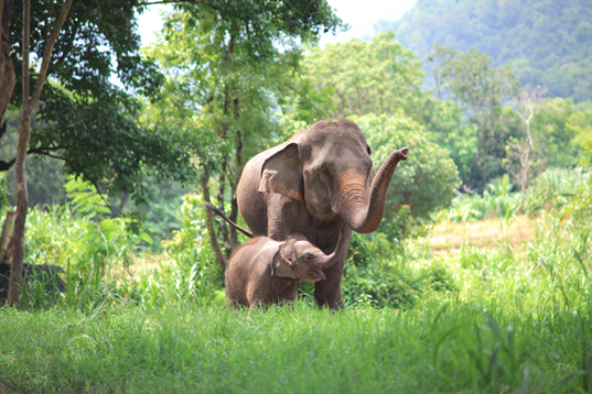 Meet-elephant-in-their-wild-habitat