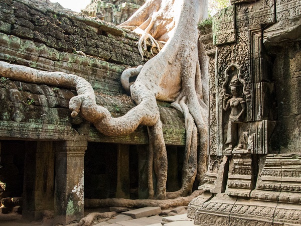 The-huge-roots-at-Ta-Prohm