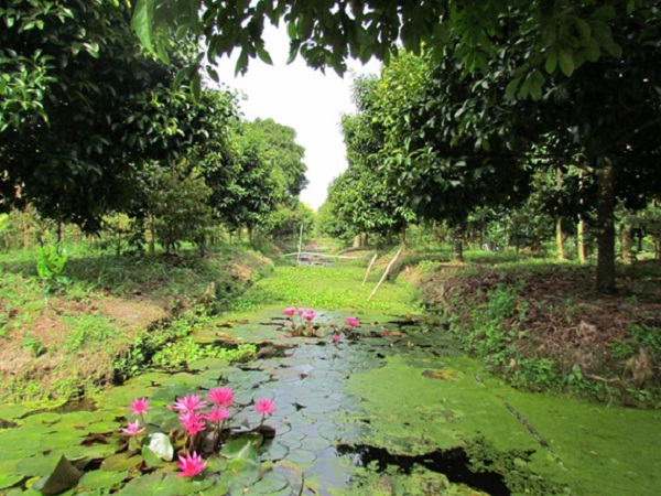 Trung-An-garden