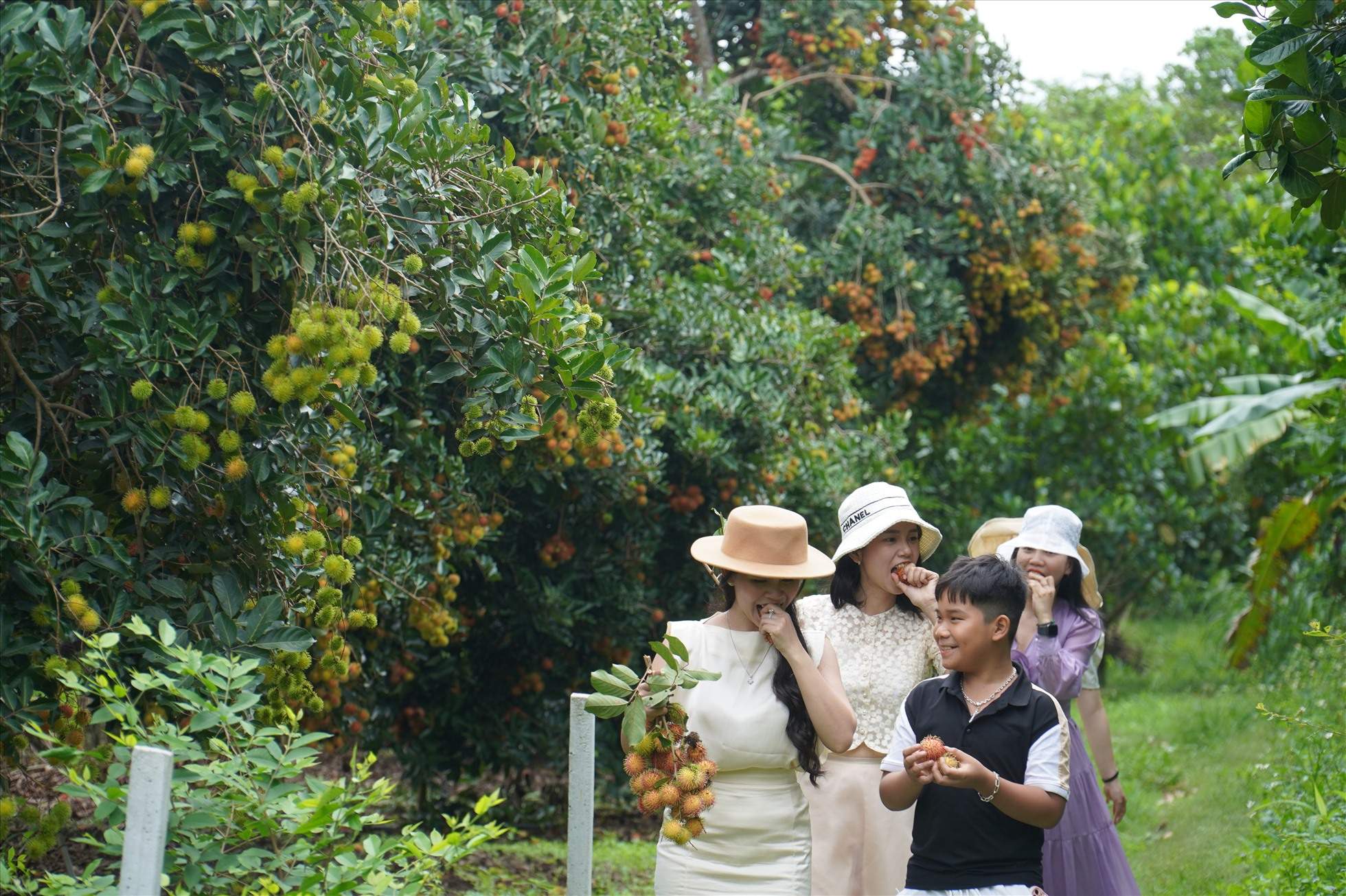 Khám Phá Thiên Đường Vườn Trái Cây Gần Sài Gòn: Trốn Phố Thị, Tìm Chốn Bình Yên